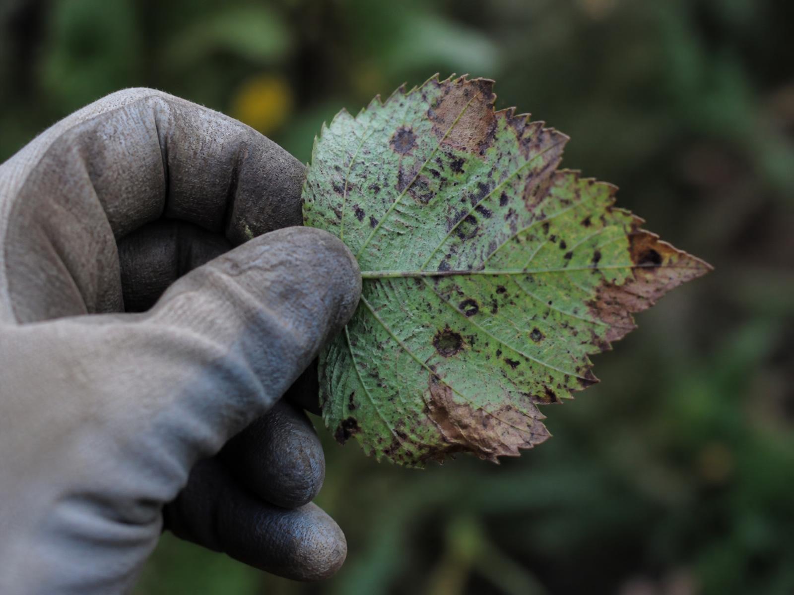 Foliar Disease Controls