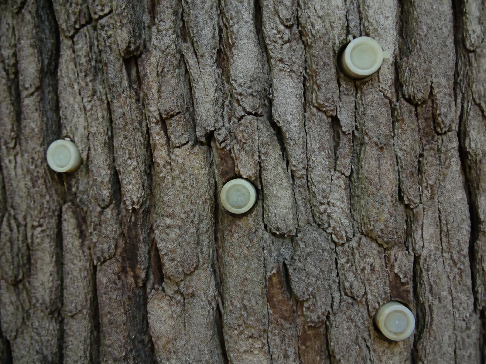 Trunk Injection · Treatments